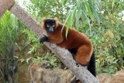 Red Ruff Lemur 2