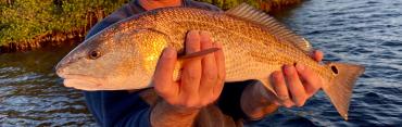 Fishing with King Fisher Fleet, man holding a redfish