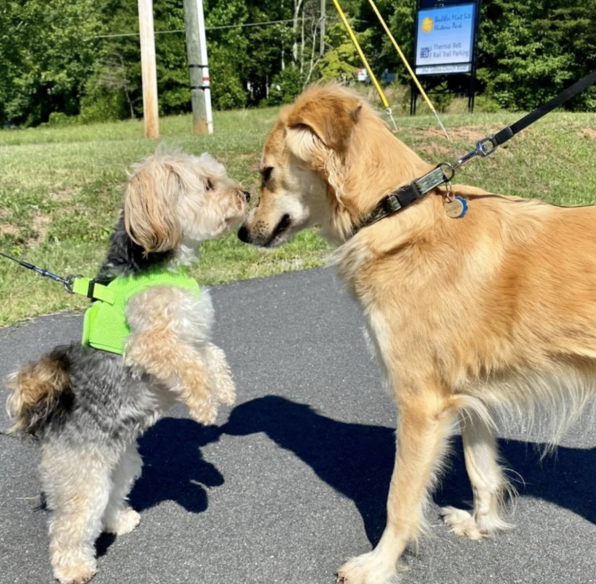 thermal trail dog