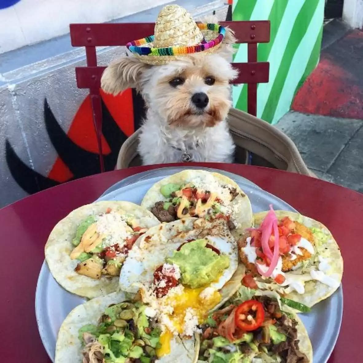 Dog sits at a table behind a large platter of tacos made for dogs.