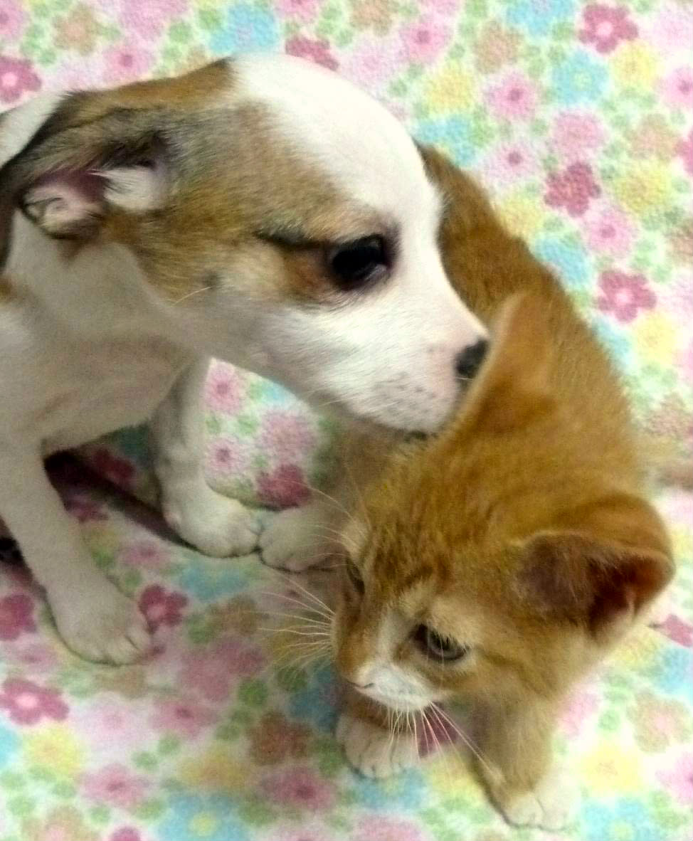 puppy-kitty-convo