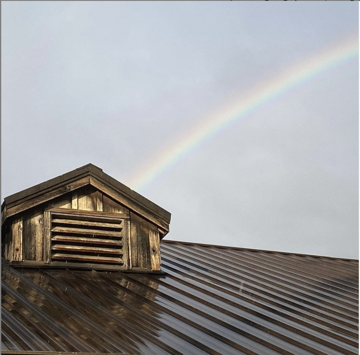 Rainbow at Eyrie Vineyards.