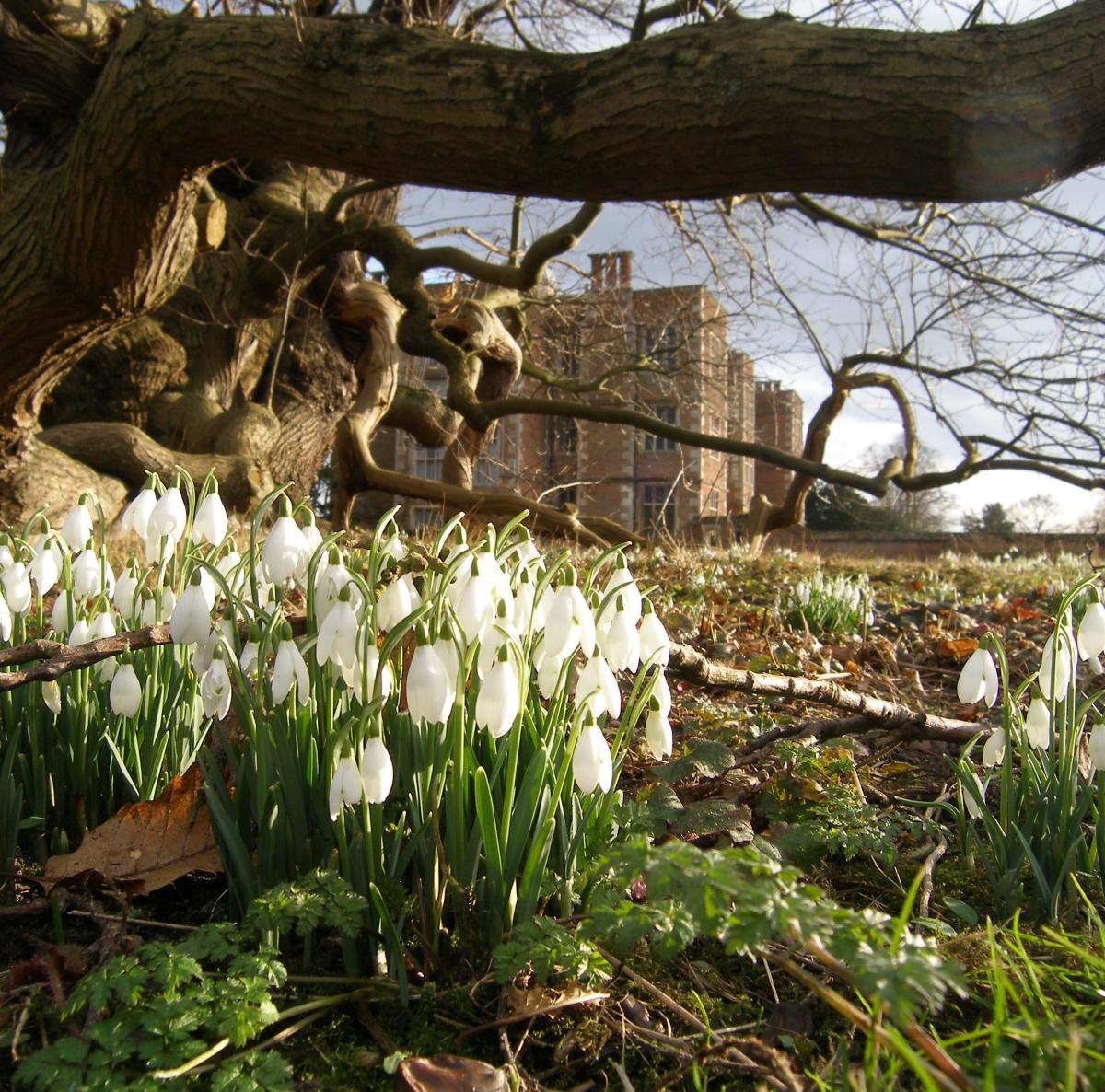 picture of snowdrop flowers outside Doddington Hall