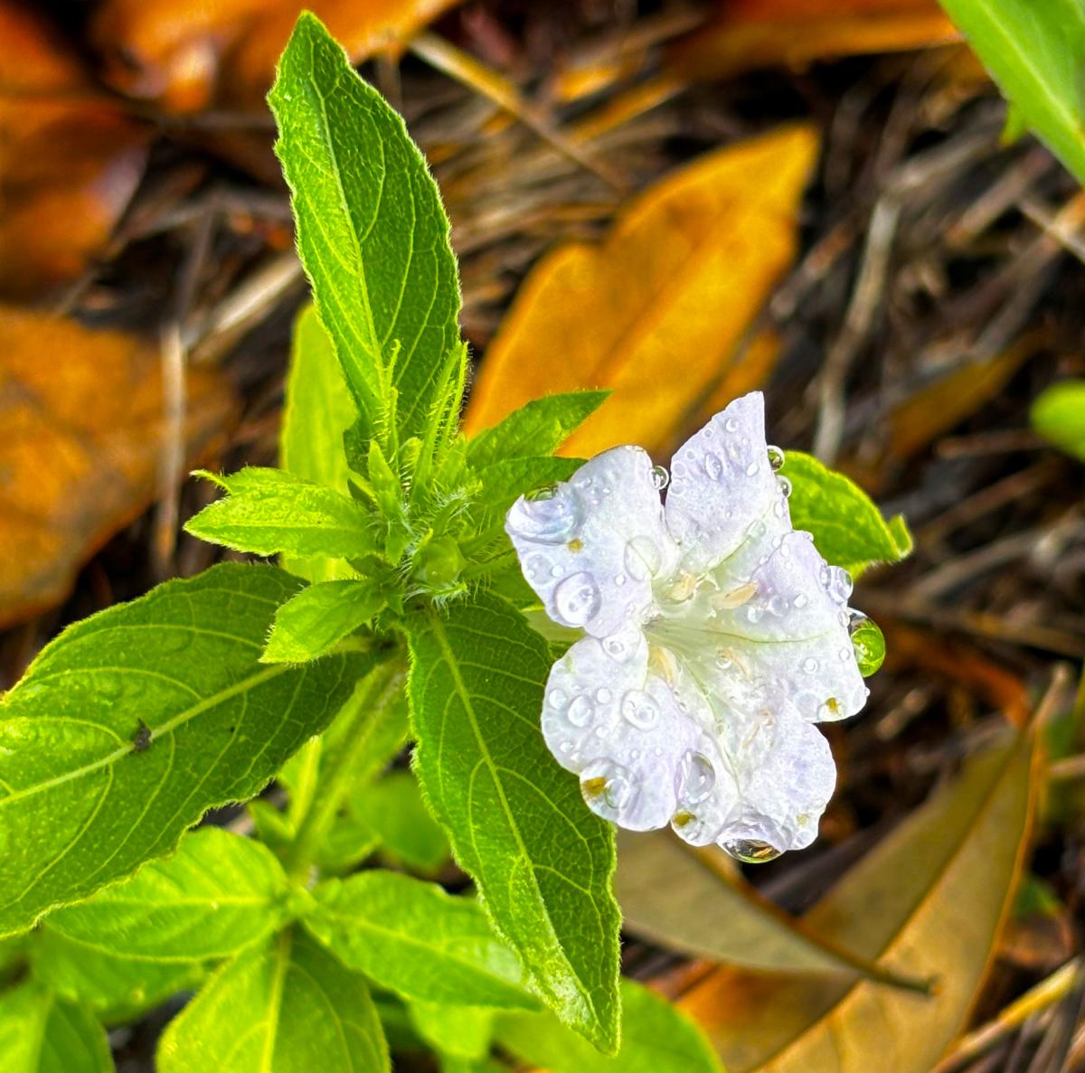 A pale Carolina wild petunia bloom covered in raindrops grows among pine needles and fallen leaves at the Visit The Northshore Visitor Center in Mandeville, Louisiana.