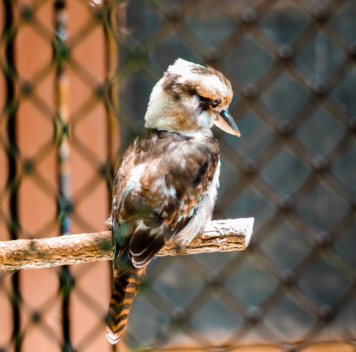 Copy of Carolina Raptor Center