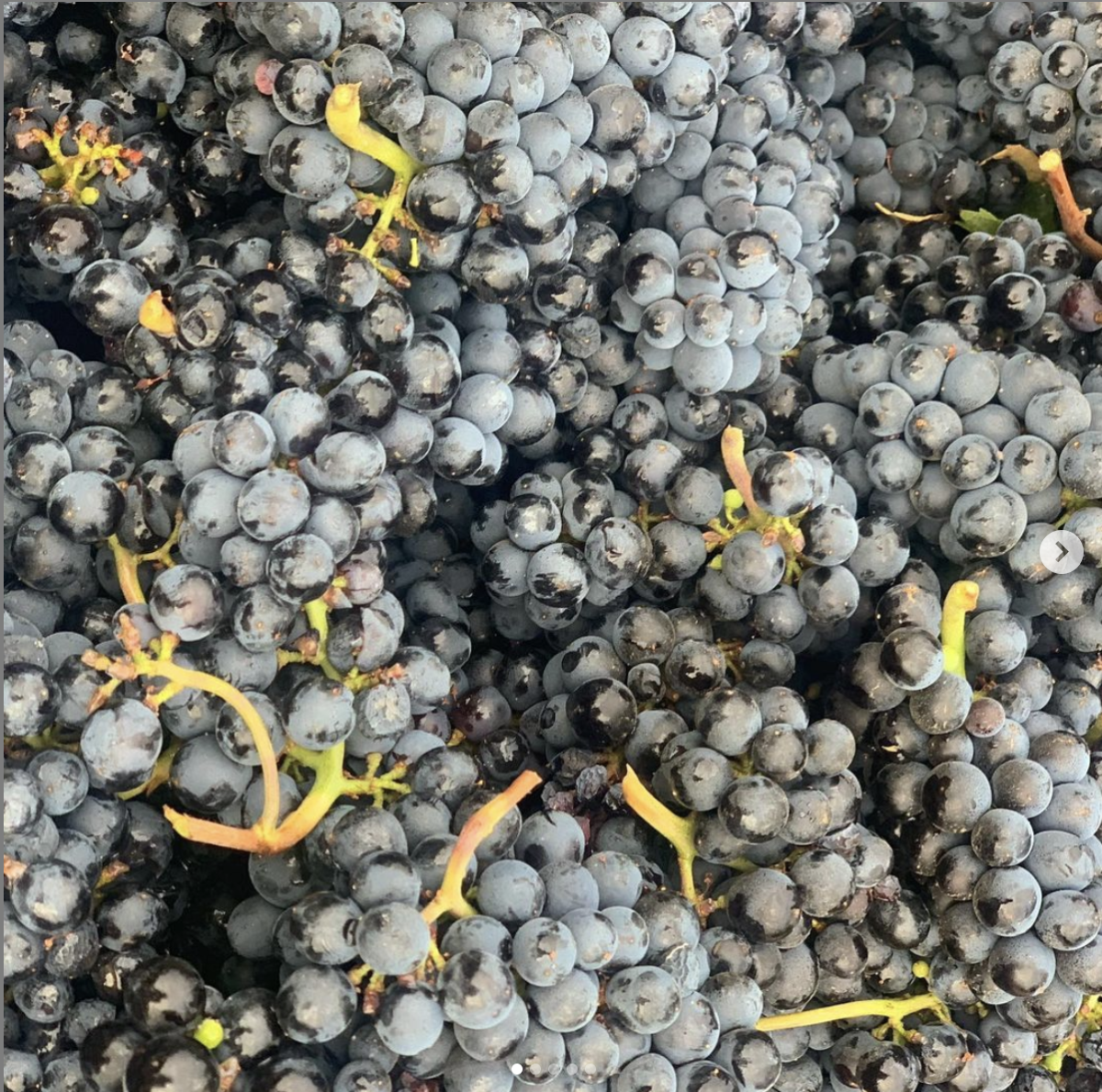 Pinot noir grapes in a bin at Anacreon Winery