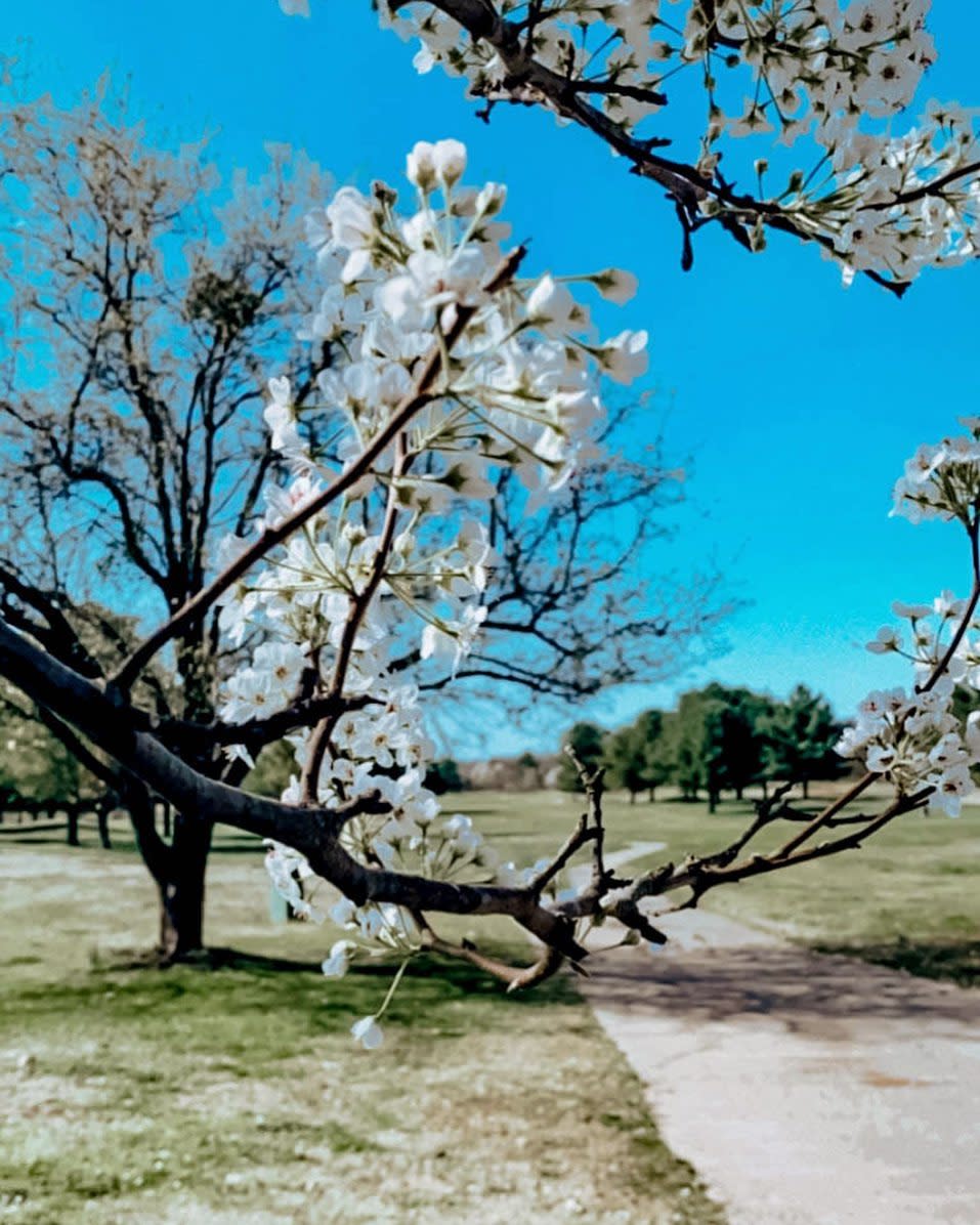 blossoms in a rural park