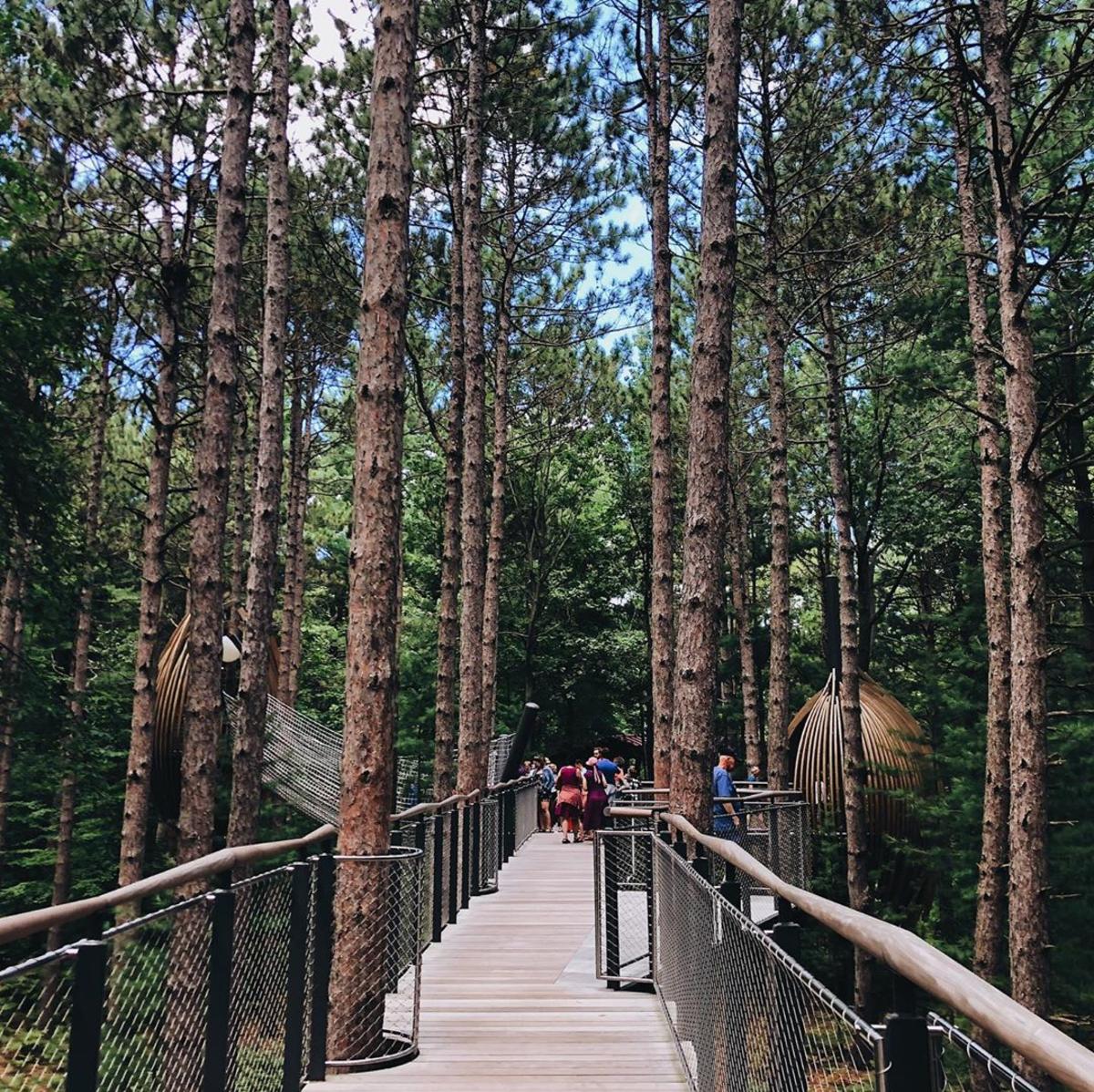 People walking through a forest of towering pines at Whiting Forest of Dow Gardens Canopy Walk