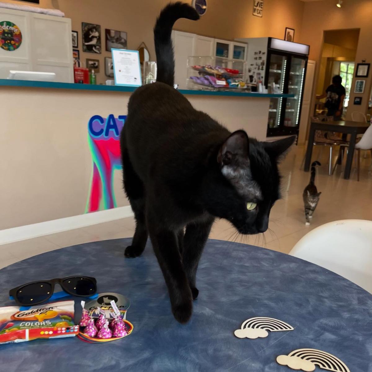 A black cat walks on a table at Catopia Cat Cafe.