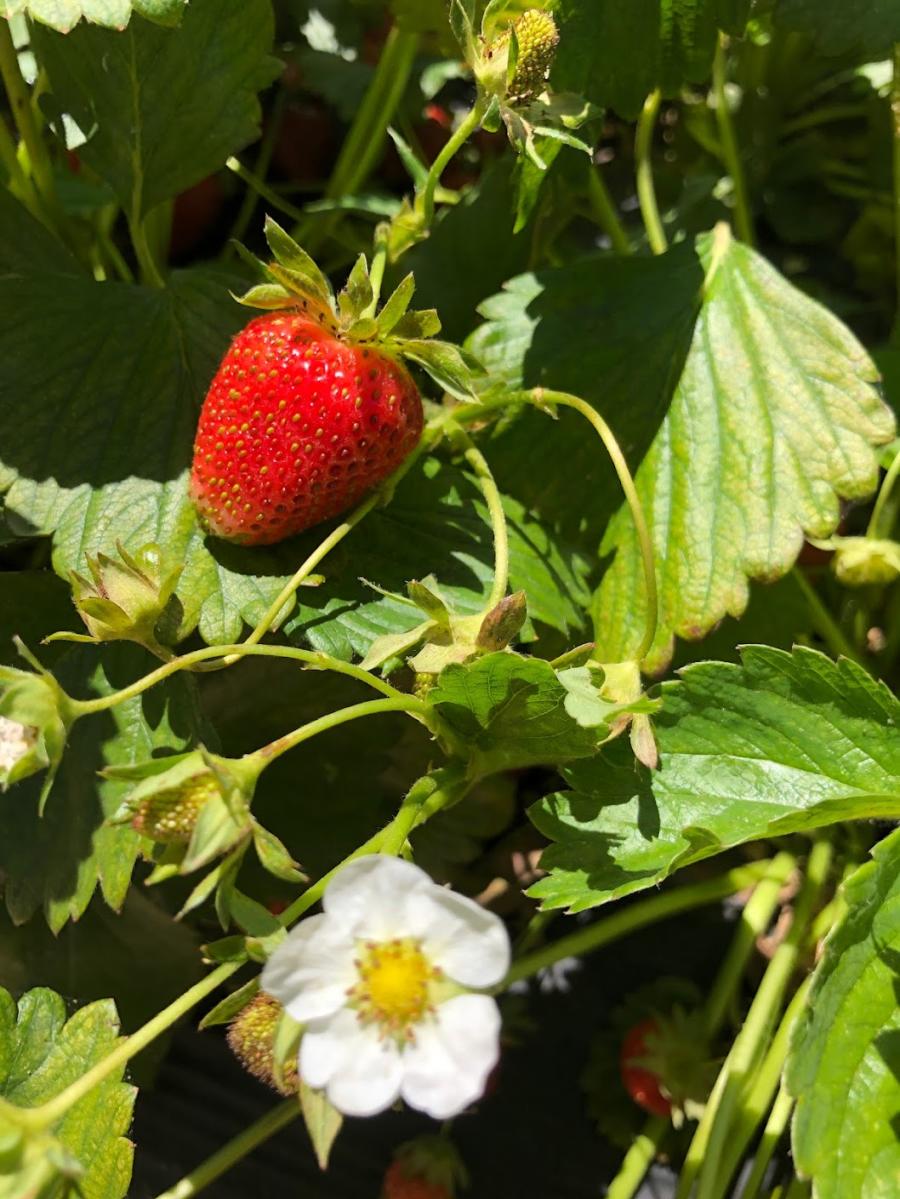 Strawberry Brown Farms