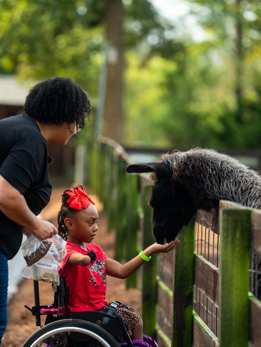 A young girl with red shirt and a red bow in a wheelchair, feeding a llama from her hand with her mama looking over her shoulder.