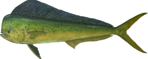 Mahi Mahi