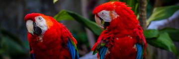 Topeka Zoo - Parrots | Topeka,KS