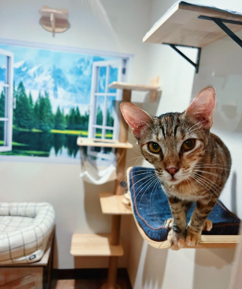 Whiskers & Soda Cat Cafe