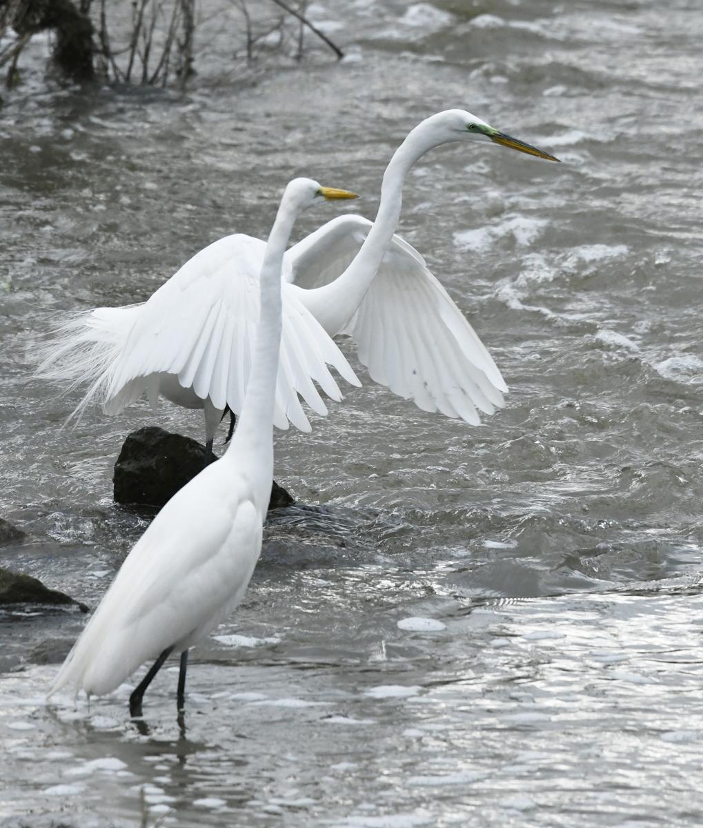 Great Egret, Muskatatuck National Wildlife Refuge