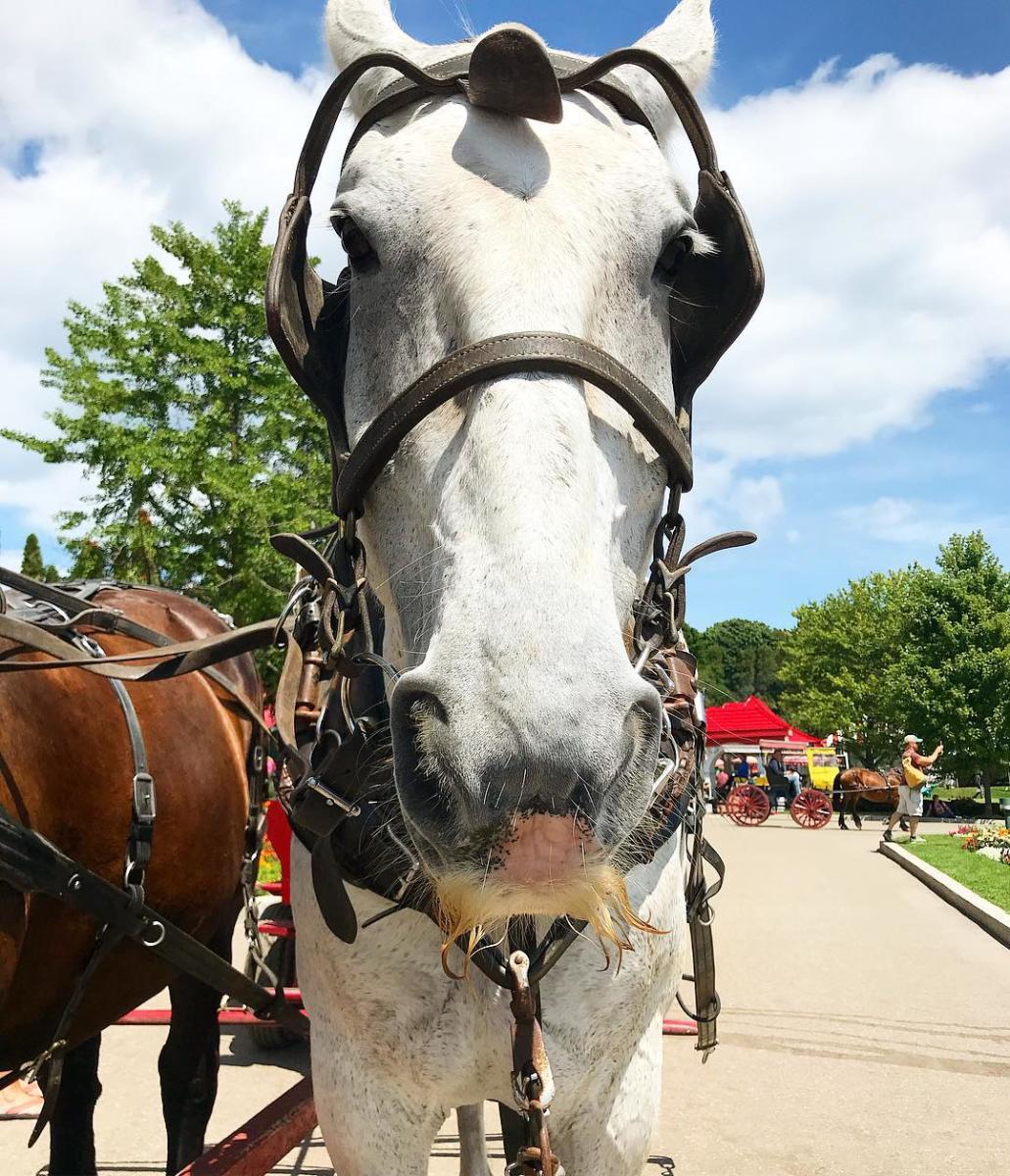 Mustache Merle the horse on Mackinac Island