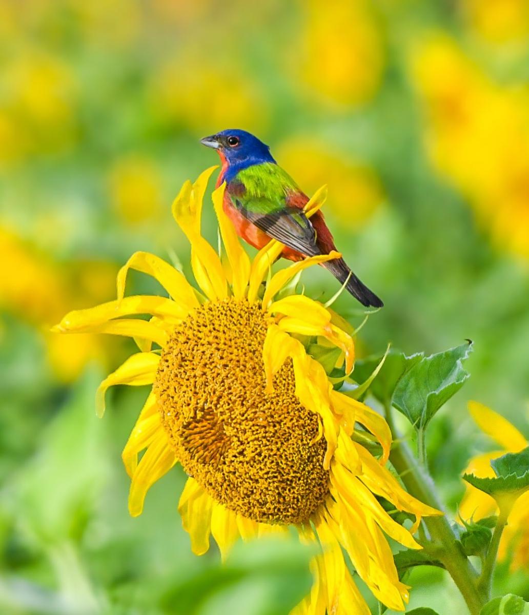 Bird 1