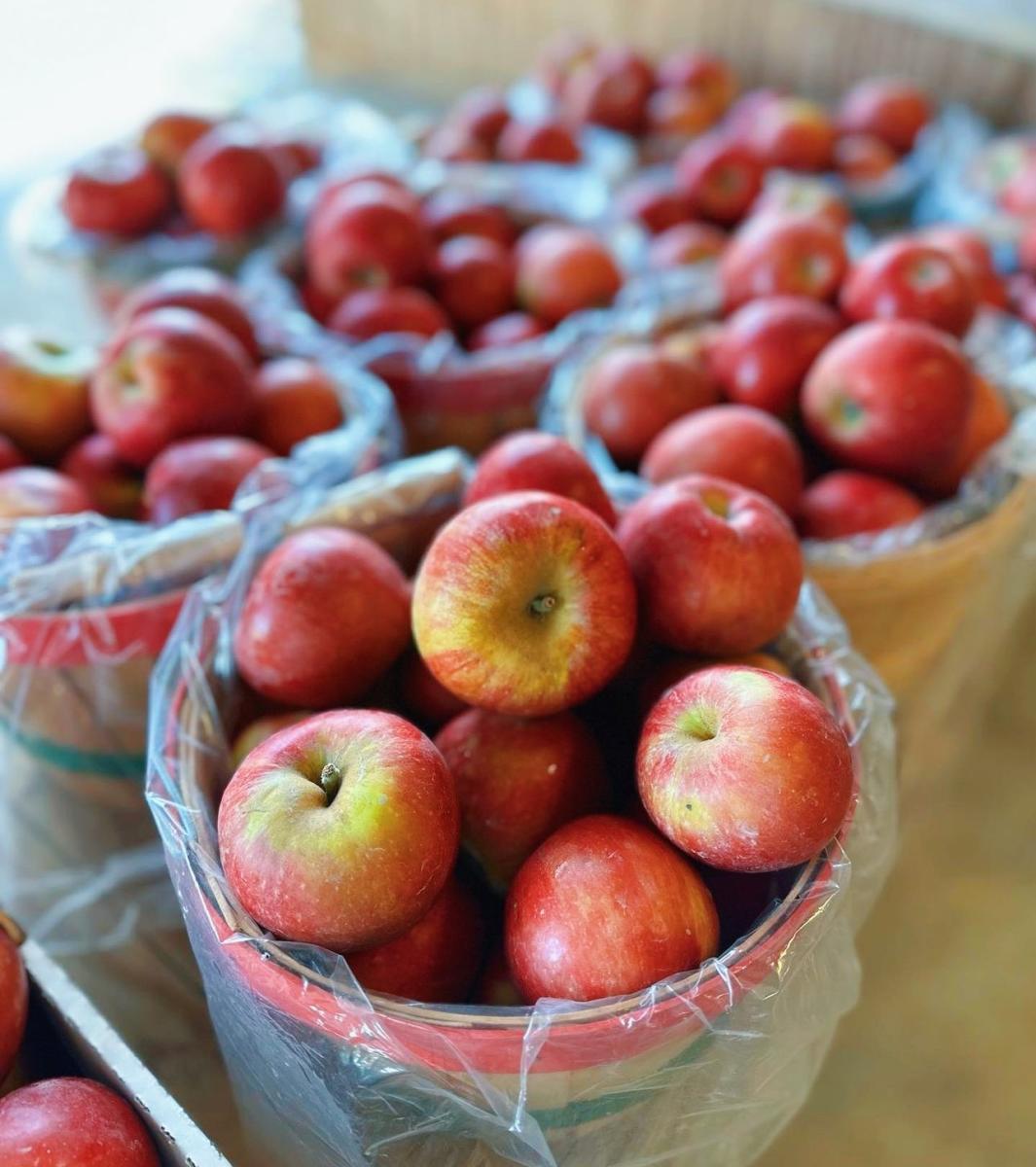 Livesay Orchards Apple Picking