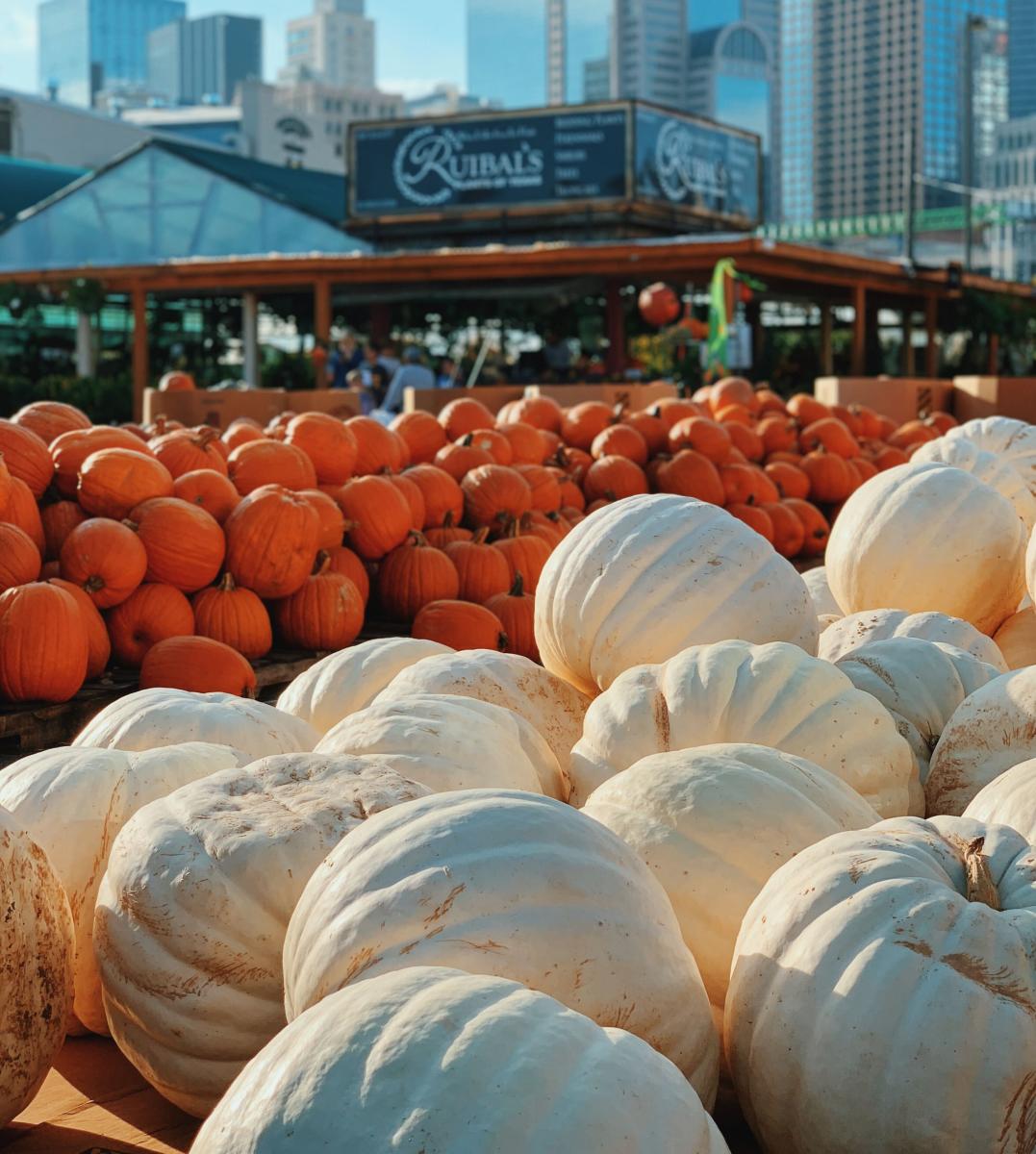 Ruibals Pumpkins