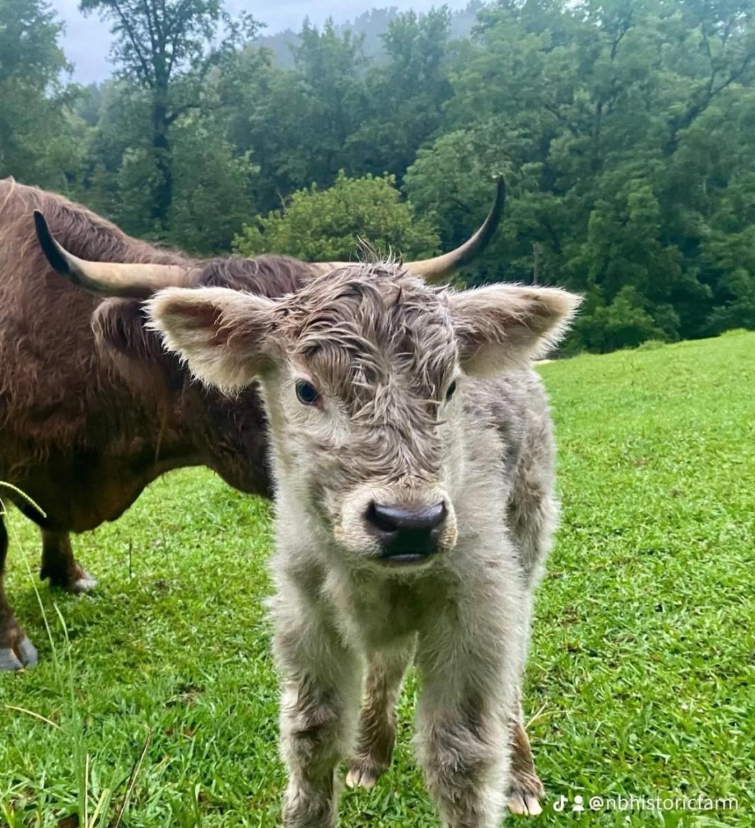 New Beginnings Historic Farm