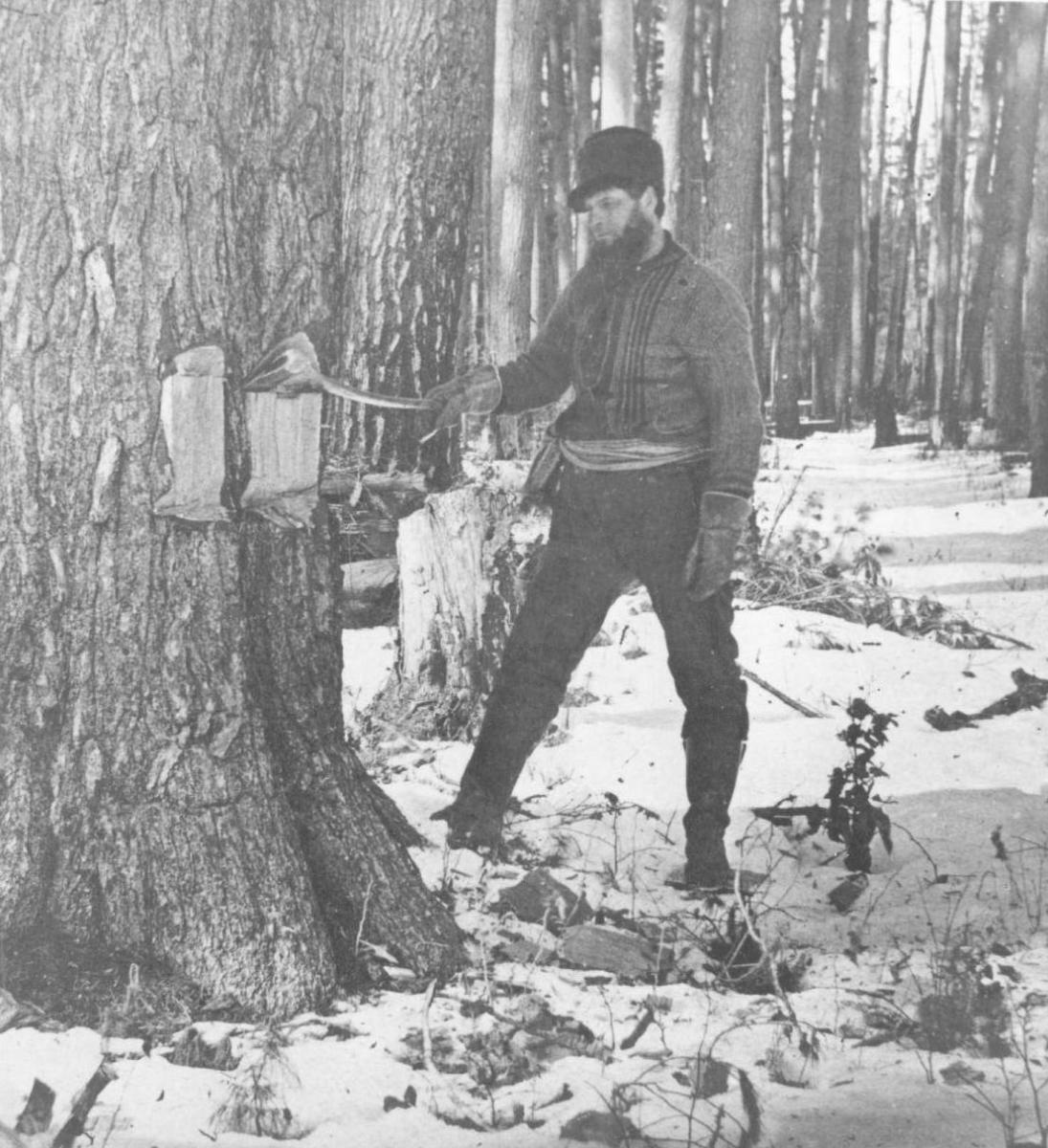 Lumber Jack Axing A Tree