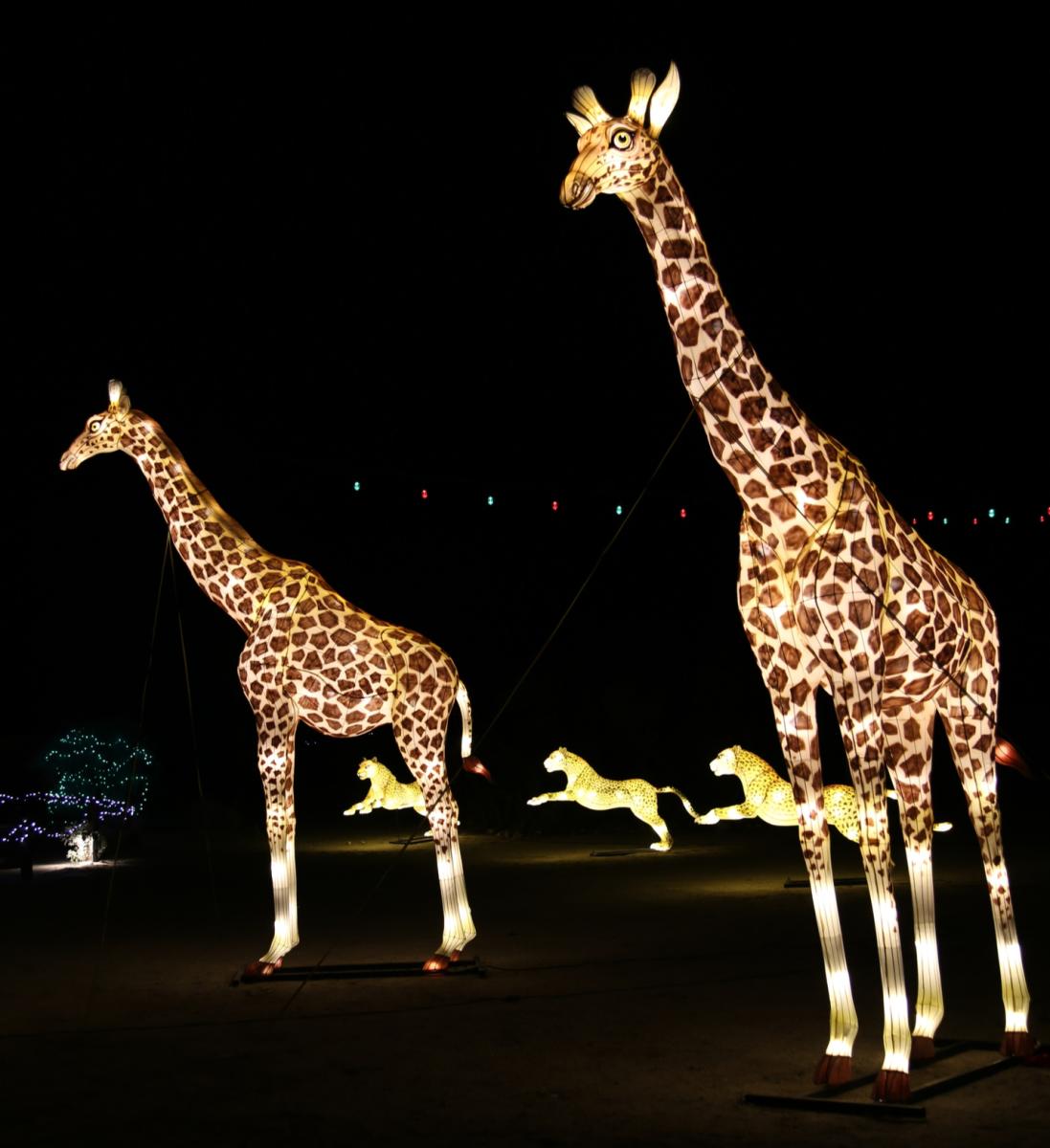 Light up giraffes at The Living Desert