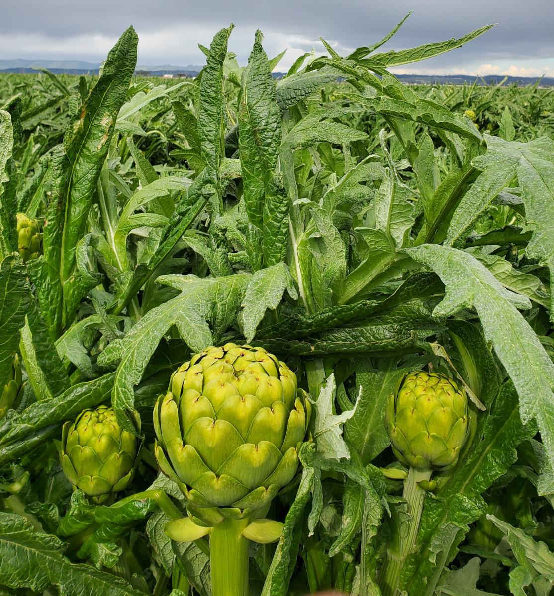 Artichoke field