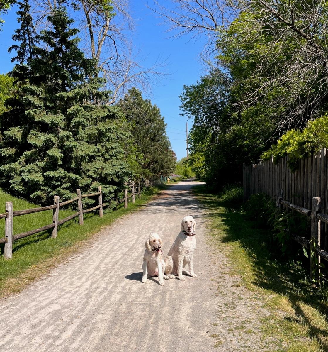 Wiouwash Trail