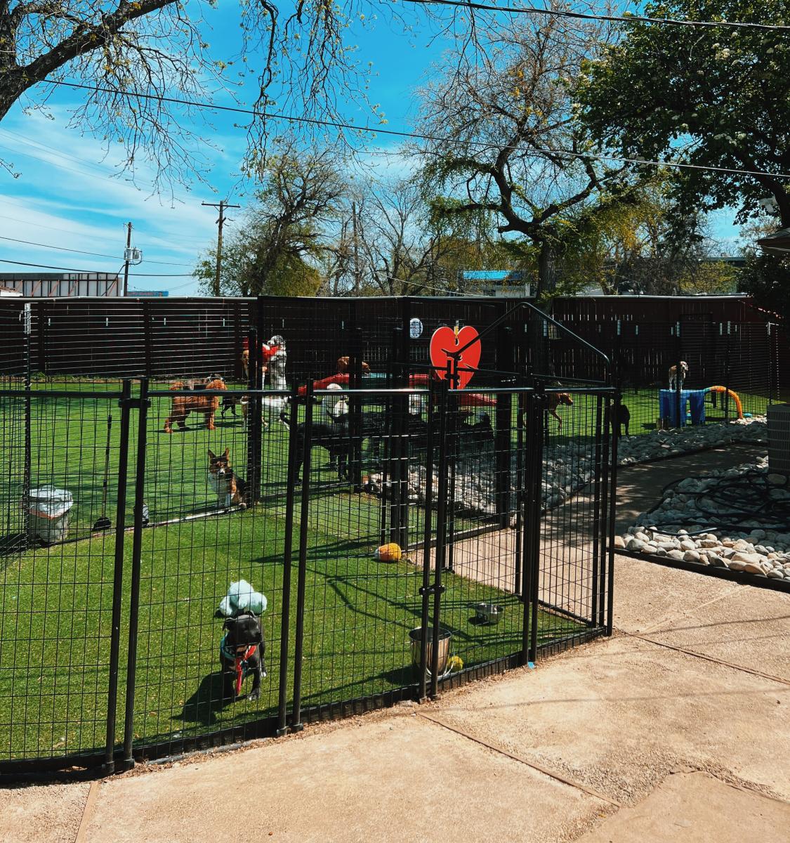 Dallas Dog Daycare & Boarding