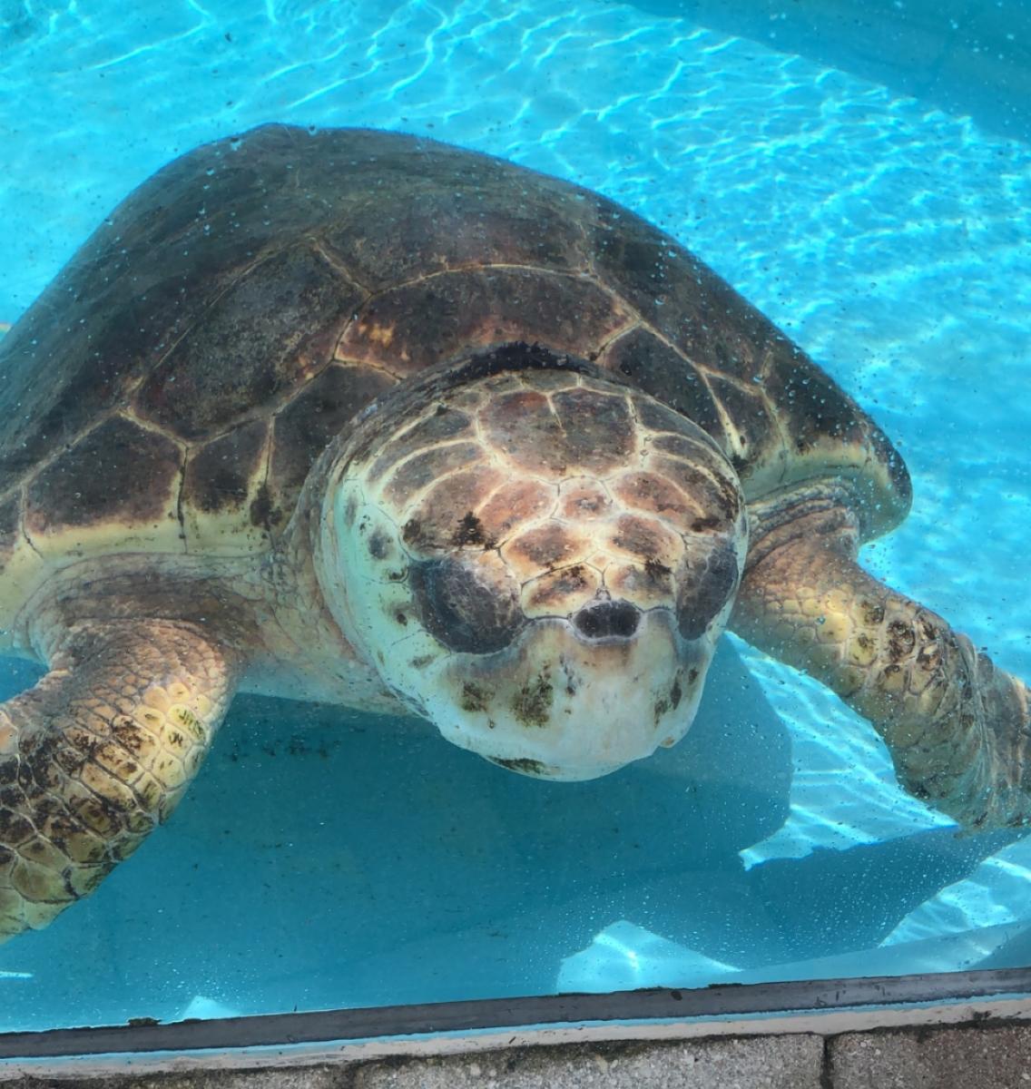 Loggerhead Marinelife Center Juno Beach