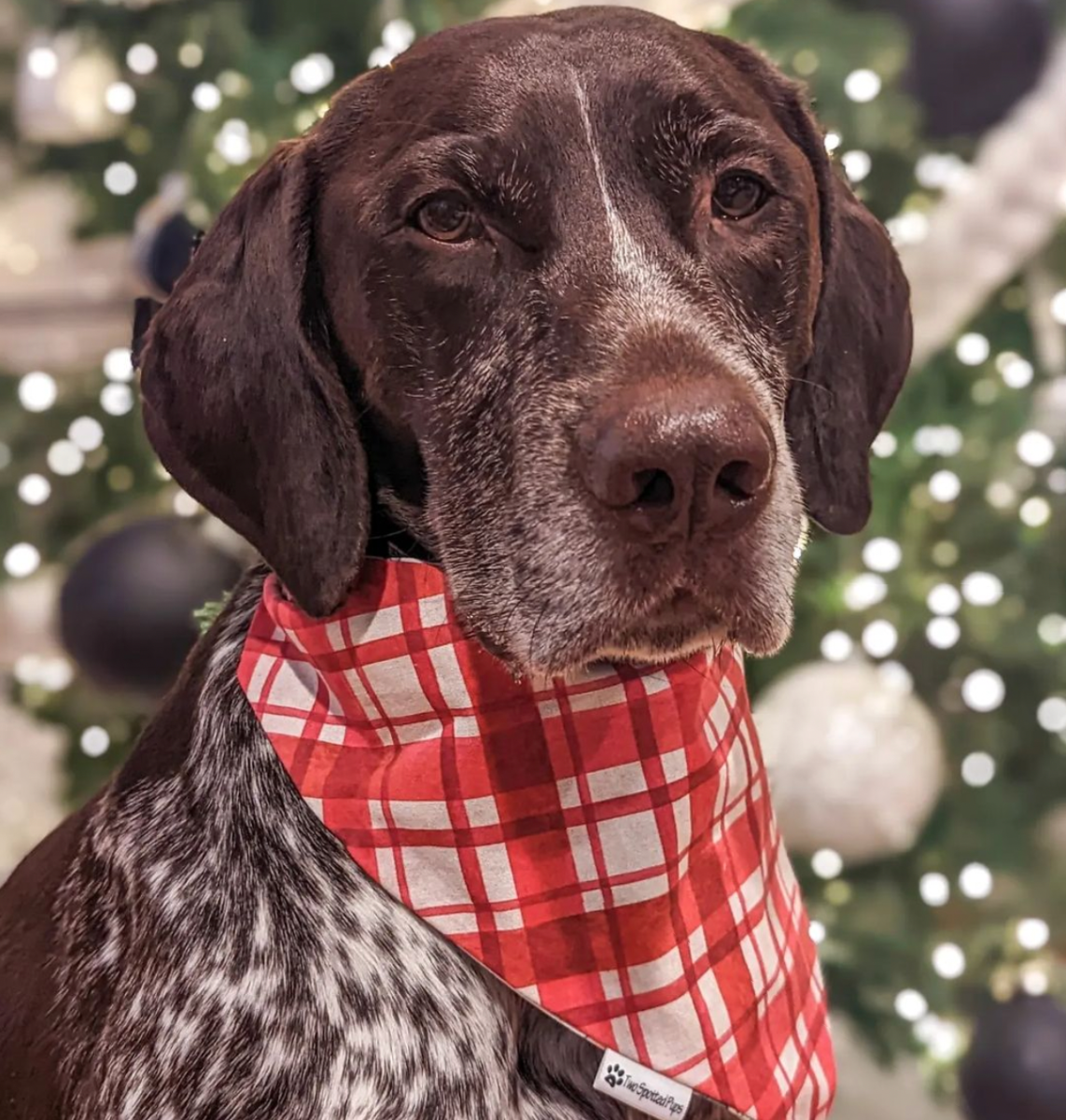 Holiday Flea Two Spotted Pups