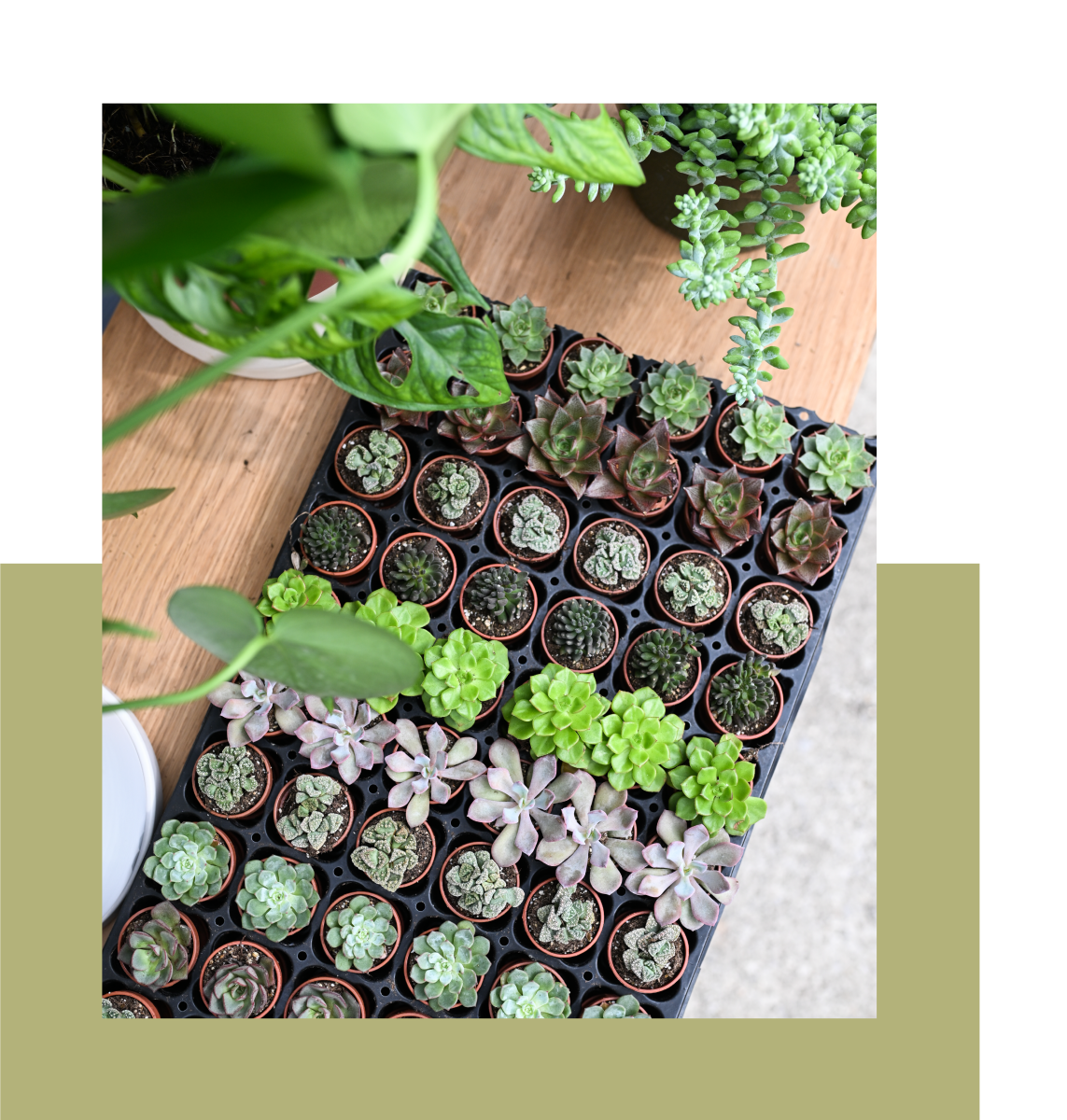 Tray of succulents from The Plant Gays