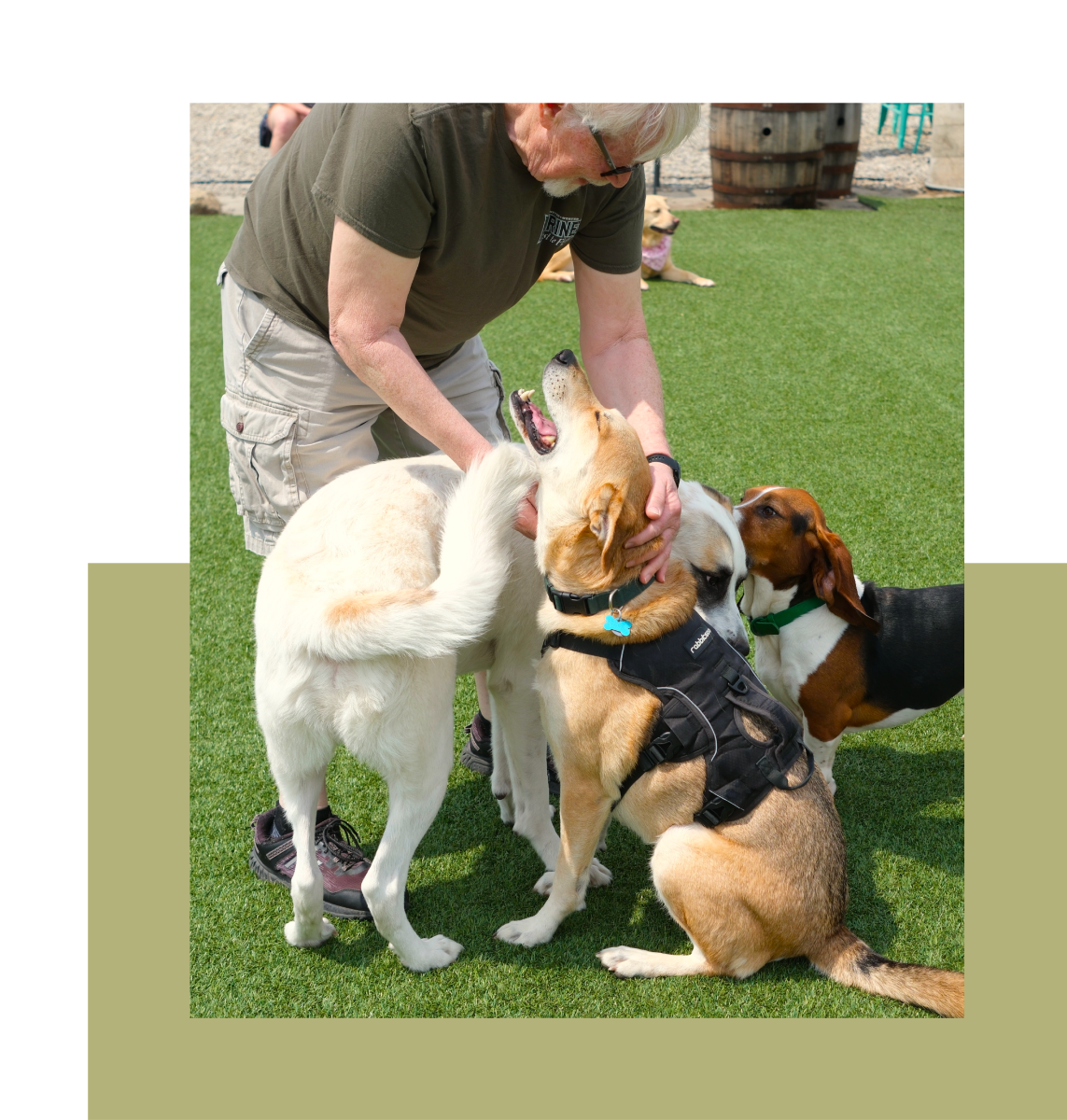 Three dogs playing on a turf grass area
