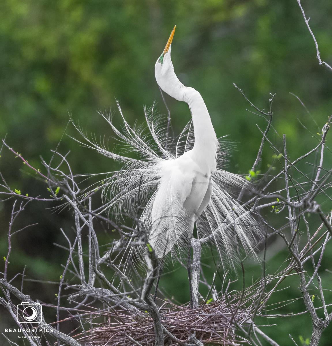 egrets