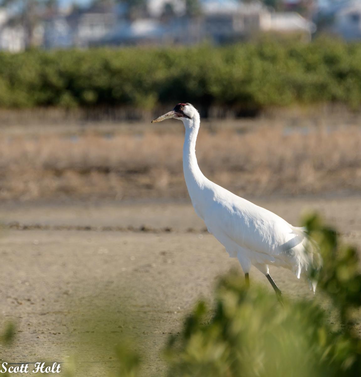 A whooping crane walks by the camera, behind some brush