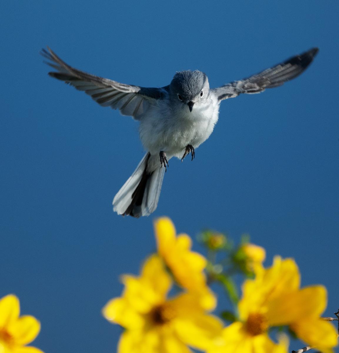 Audubon Blue Gray Gnatcatcher Tim Barker/Audubon Photography Awards