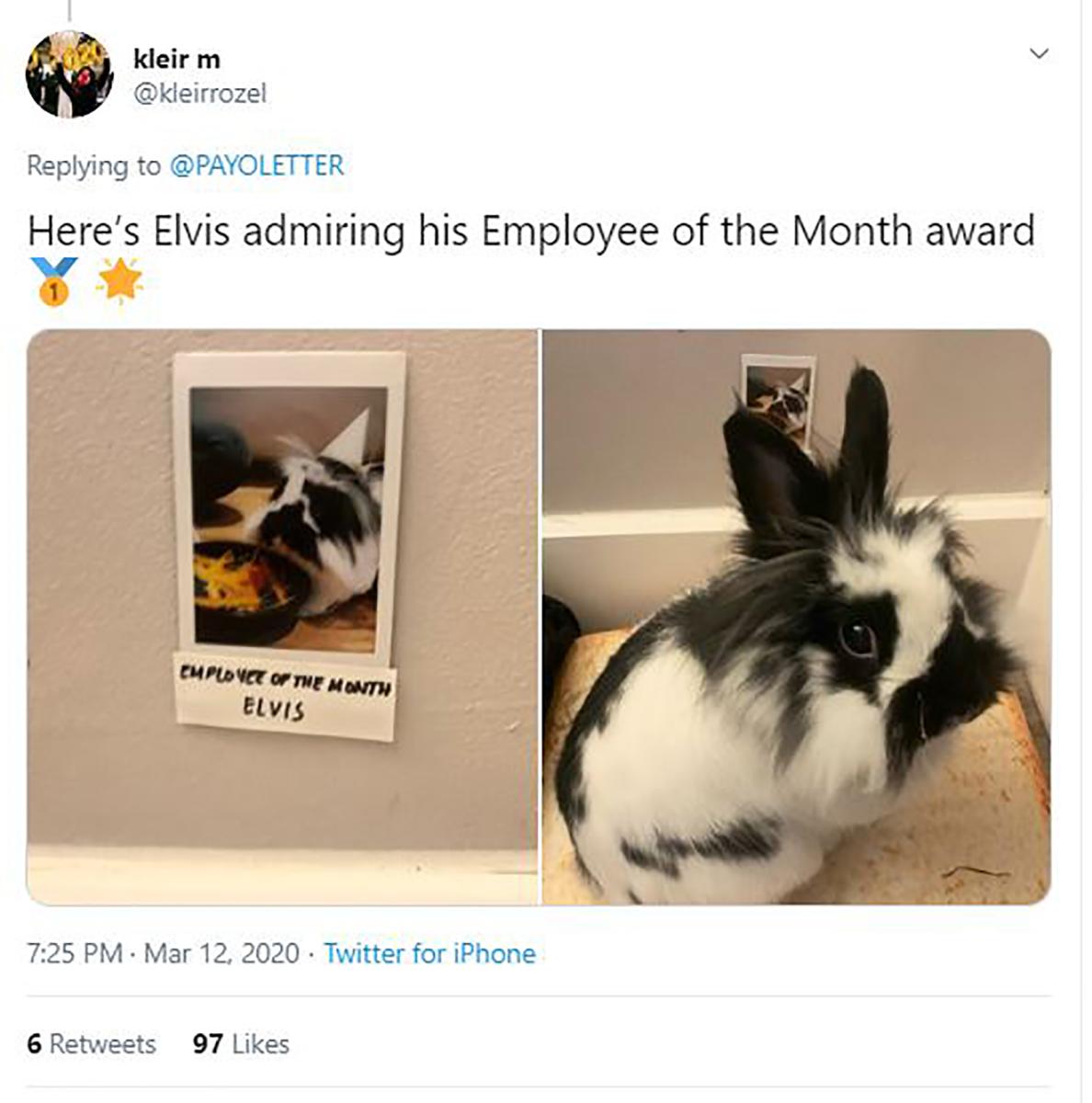 Bunny employee of the week