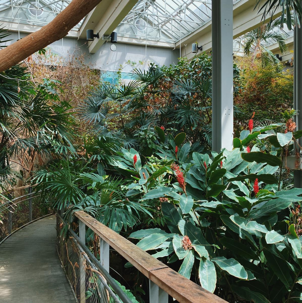 Butterfly House Texas Discovery Gardens