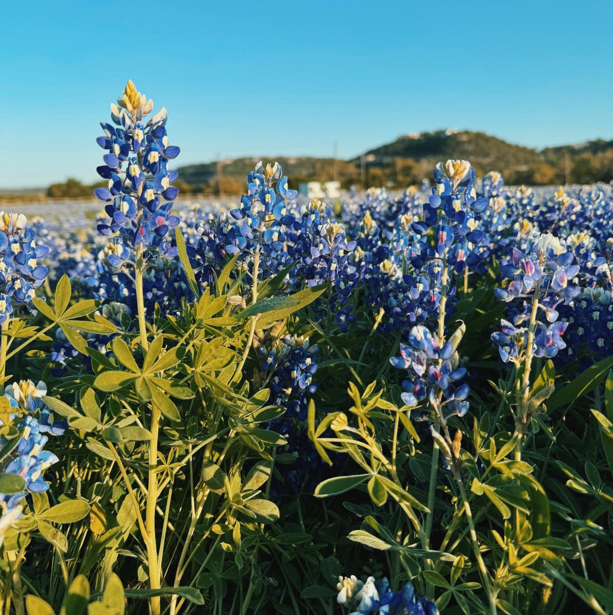 Hill Country Bluebonnets