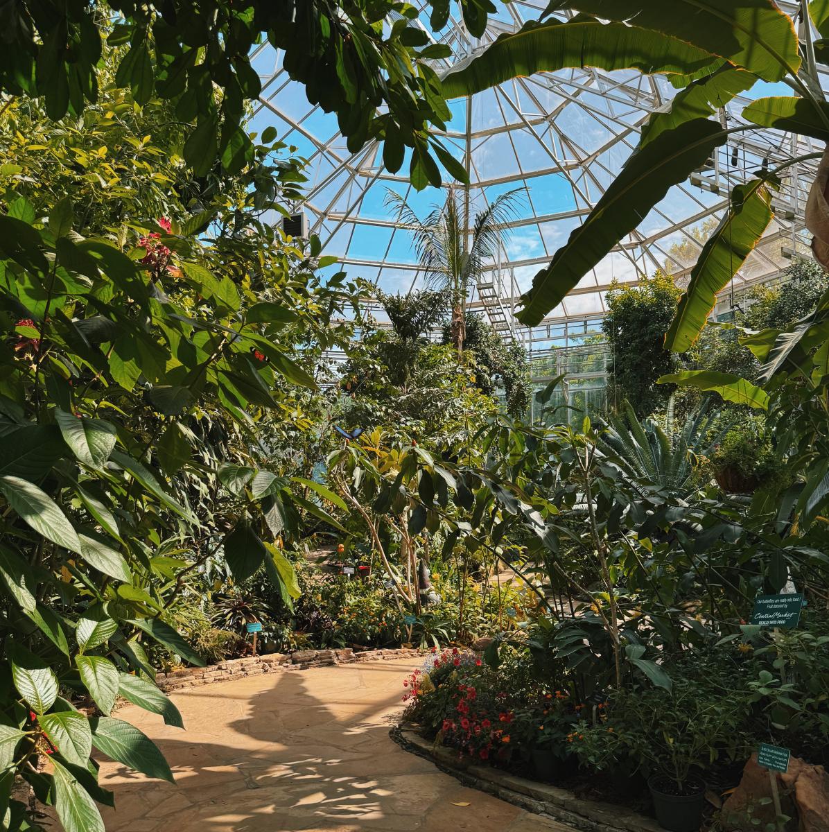 Fort Worth Botanic Garden Butterflies