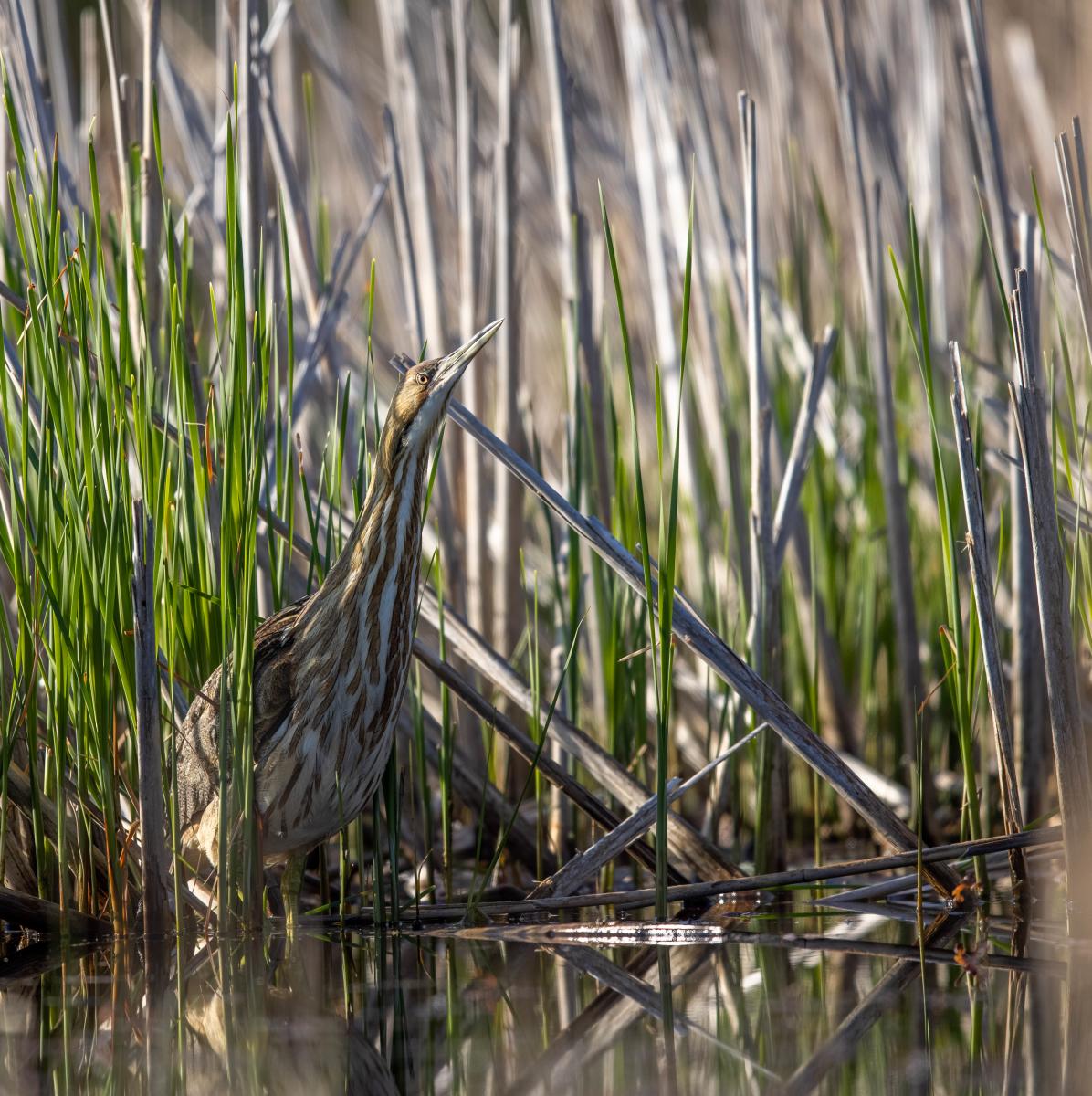 Vegetation stands in low water. A brown and white striped bird tries to camouflage itself