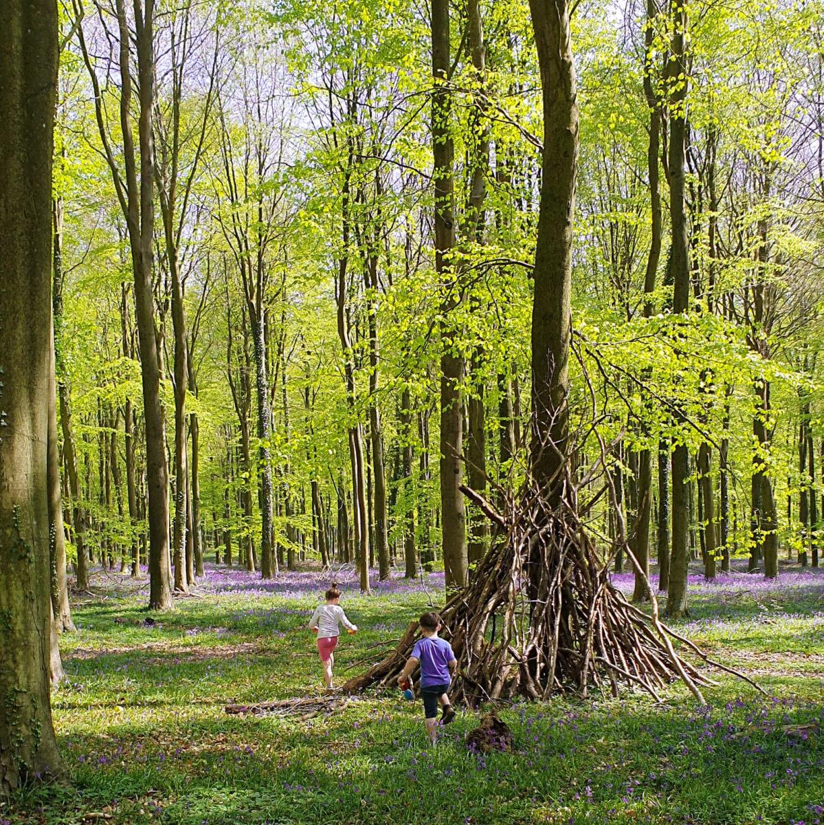 Slindon Estate woods