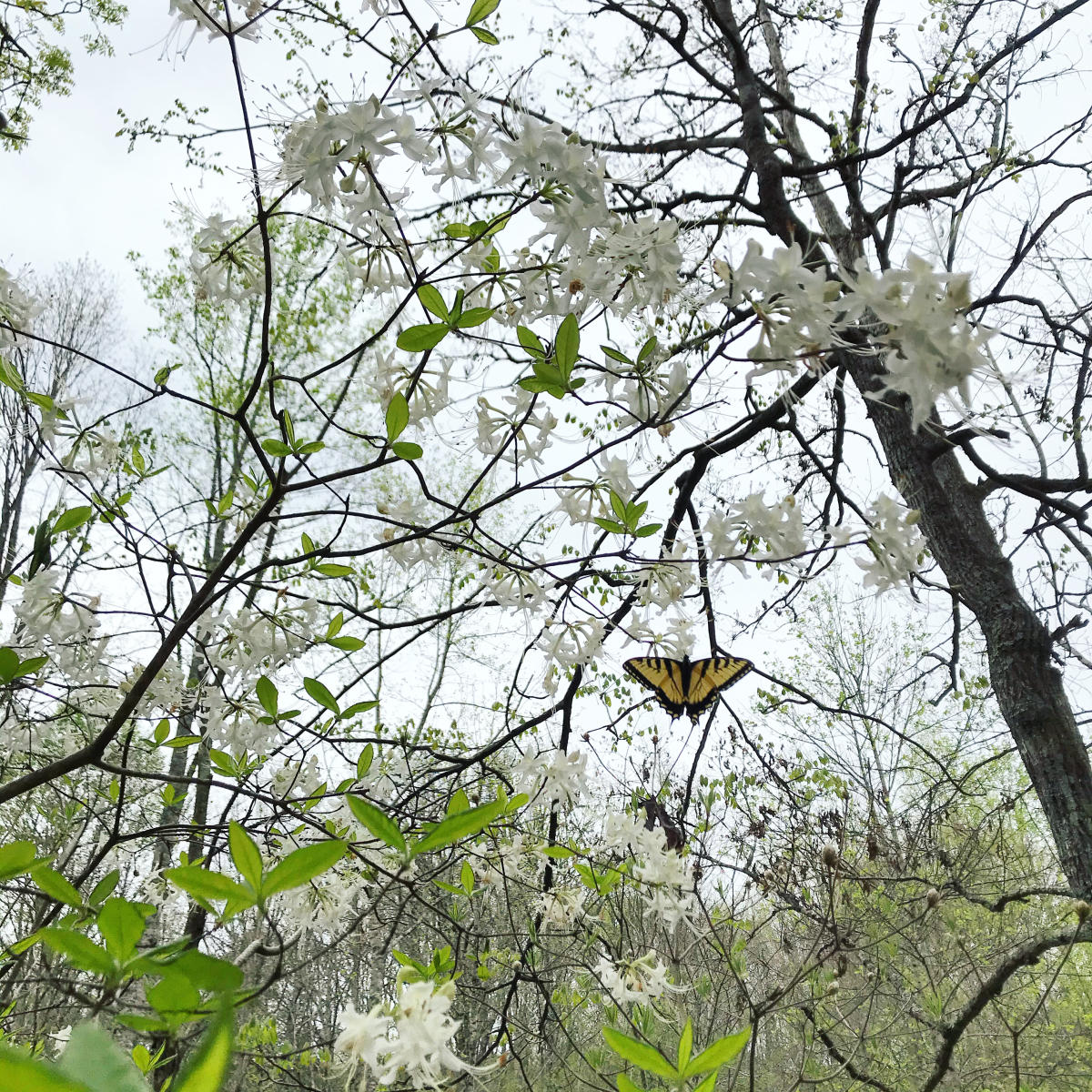 cane creek canyon butterfly