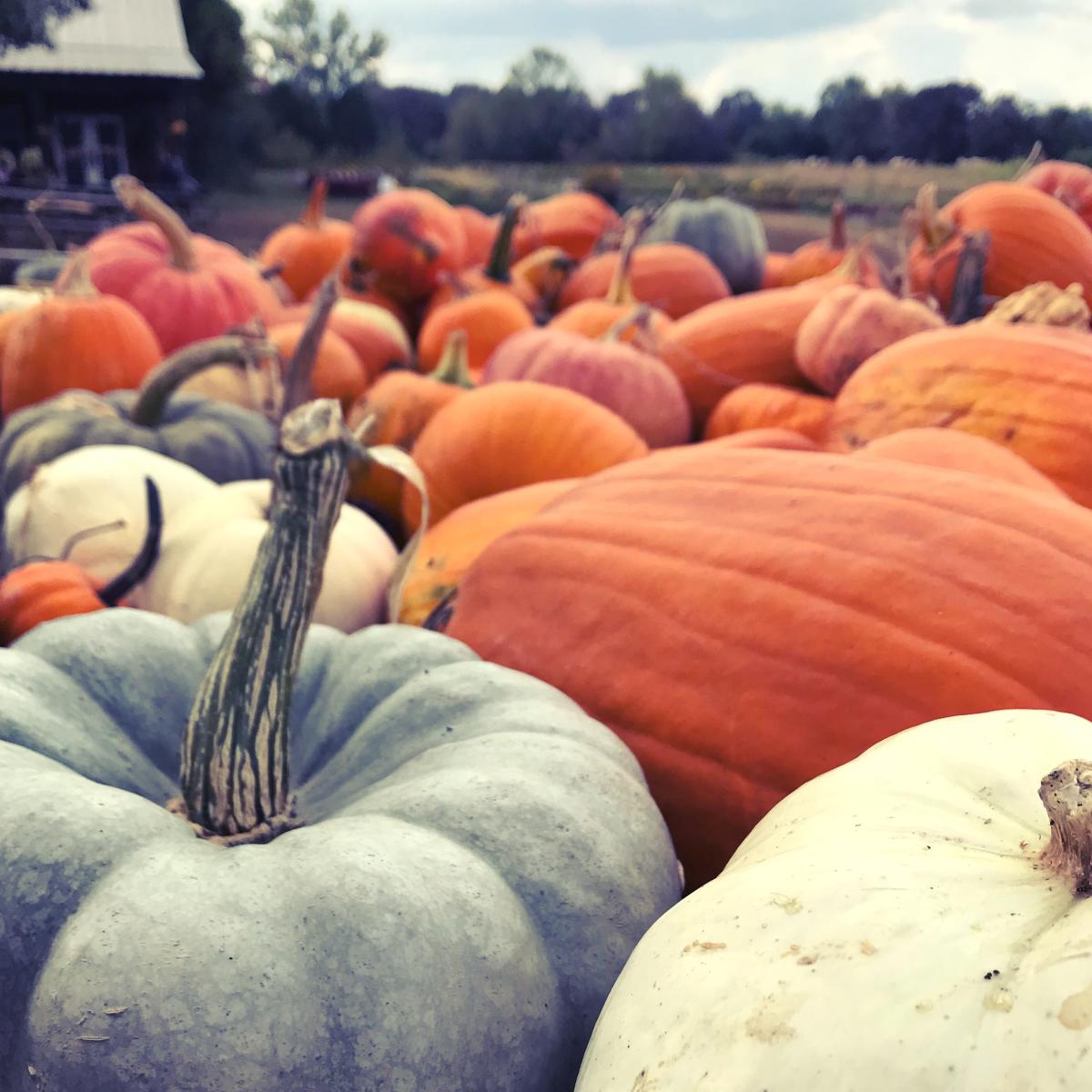 A close-up of pumpkins sitting in a field at McGee Farm in Florence, AL