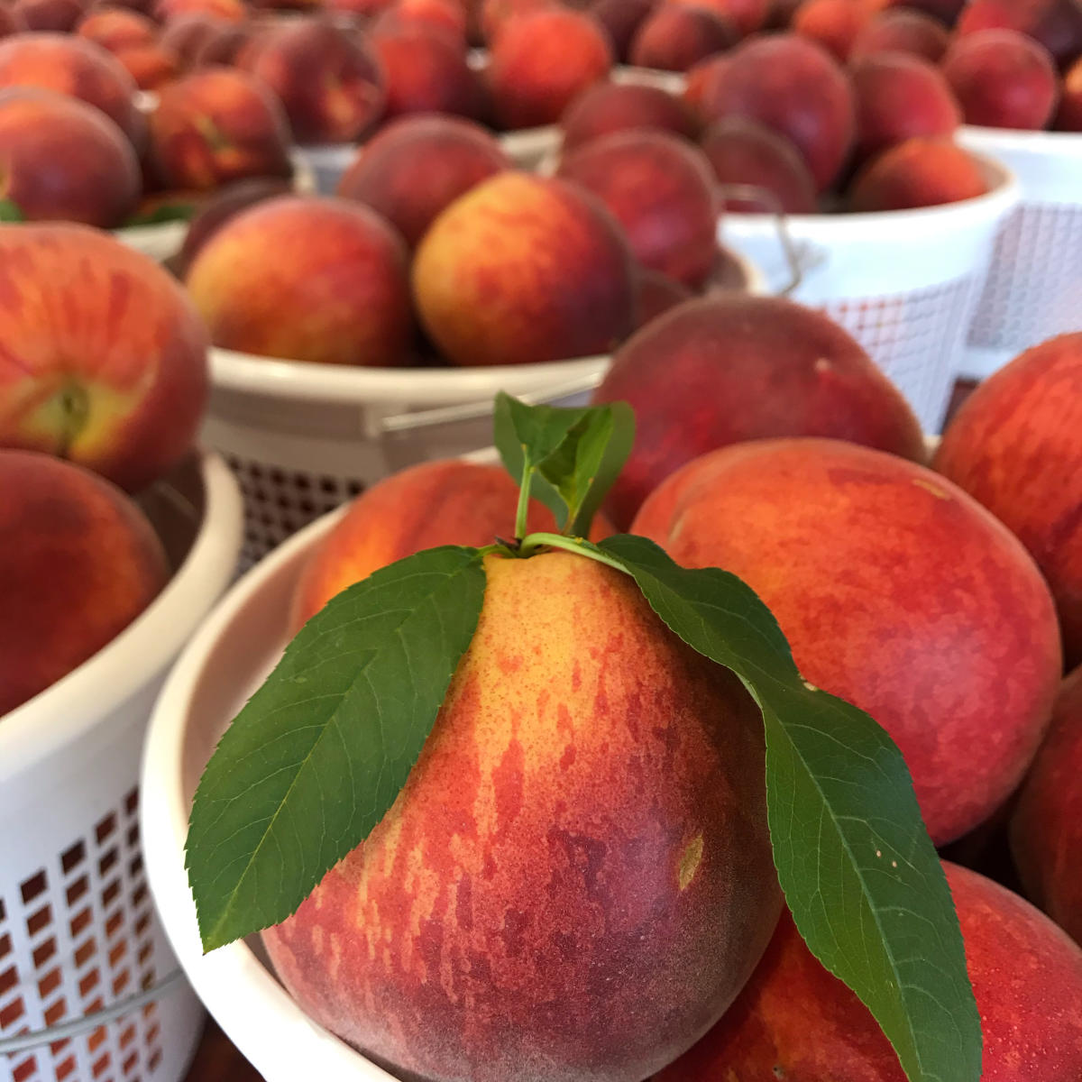 reeves farm peaches