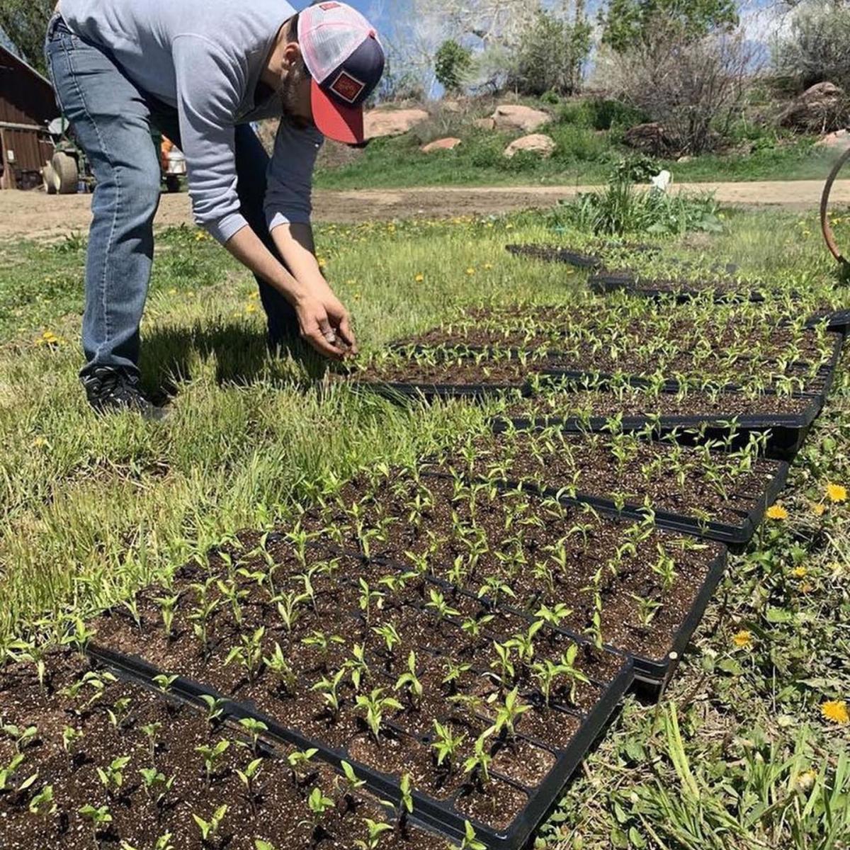 McCauley Family Farms