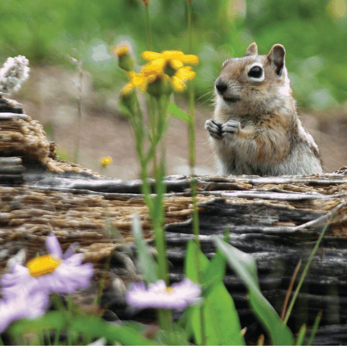 chipmunk
