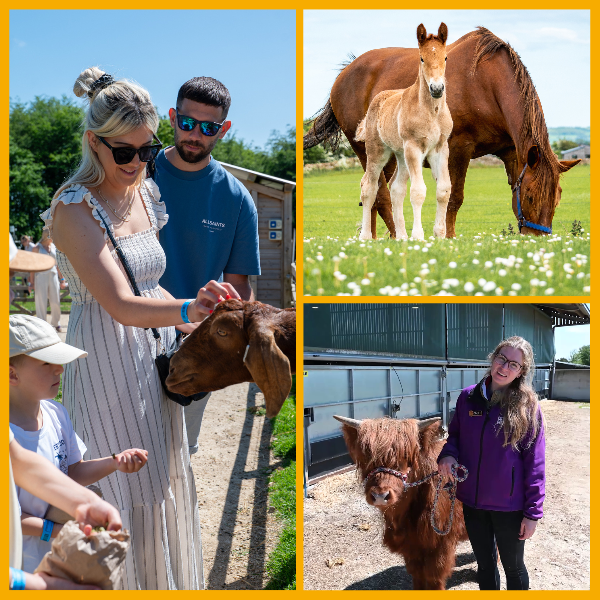 Collage of families and animals at Cotswold Farm Park.