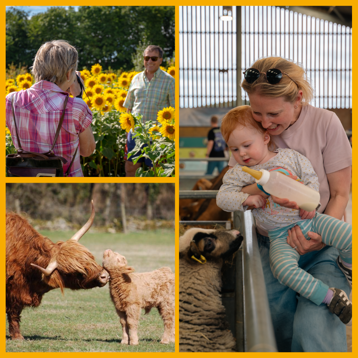 Collage of families and animals at Cotswold Farm Park.