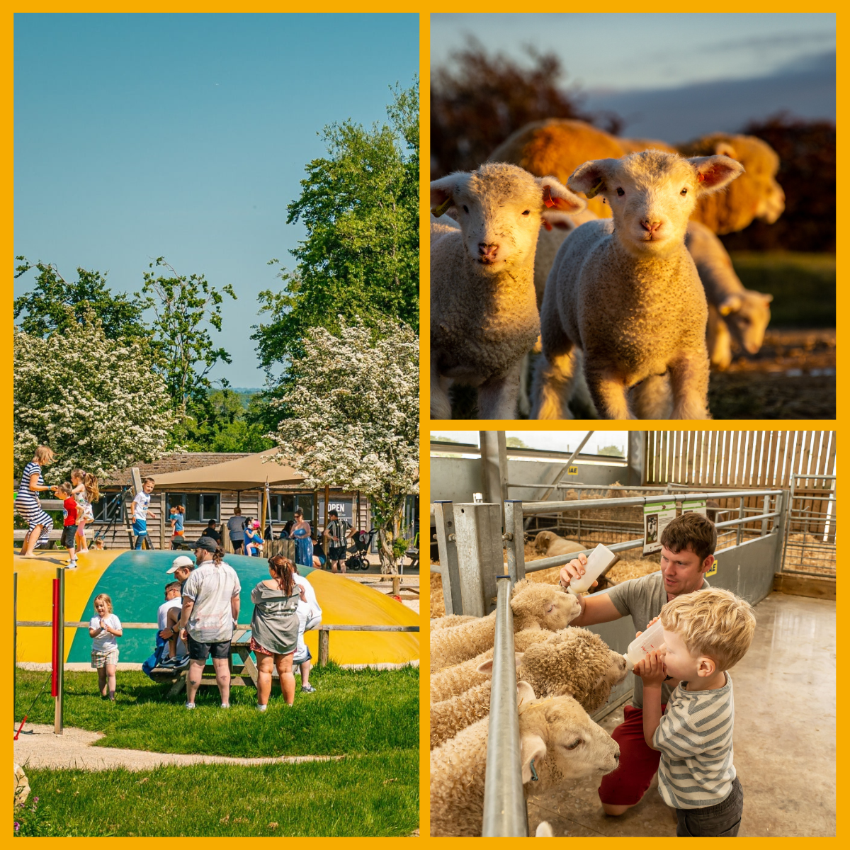 Collage of Cotswold Farm Park, farm animals and outdoor play area